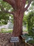 Plant name: Paperbark Maple Acer griseum (files/Image_File/IMG_8865 (1).jpg)
